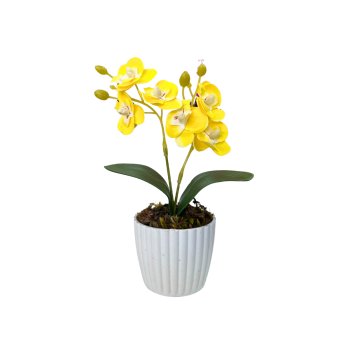 MINI ORQUIDEA AMARELA VASO POLIETILENO
