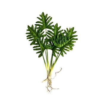 Buque de Folhagem de Philodendron com raizes 55cm -7 Haste