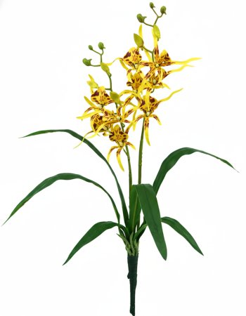 Haste De Orquidea Aranha Diversas Cores