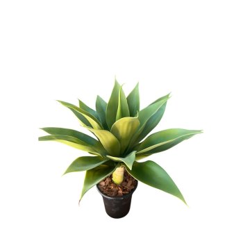 Planta Agave Dragão P - 46cm