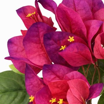 Haste Flor de Bounganville Pink/Fúcsia 75cm