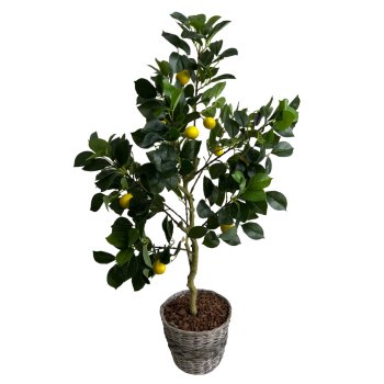 Planta  Permanente  Árvore de Limão Siciliano