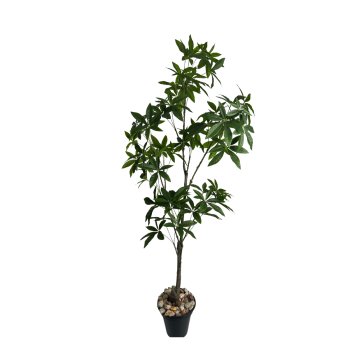 Planta Permanente  Árvore Ornamental