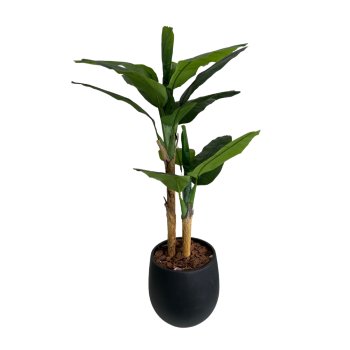 Planta  Permanente  Árvore Bananeira