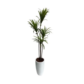 Planta  Permanente  Árvore Yucca 120cm