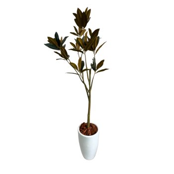 Planta  Permanente  Árvore  Magnólia 160 cm